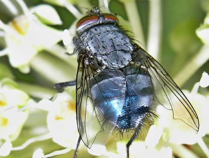 Mavi sinek