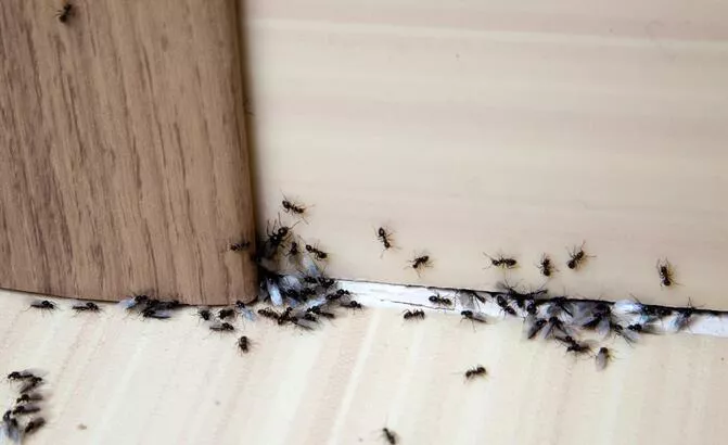 Evdeki karıncalardan kurtulma