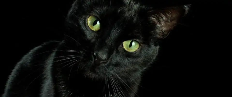 Kara Kedi Neden Uğursuz Derler