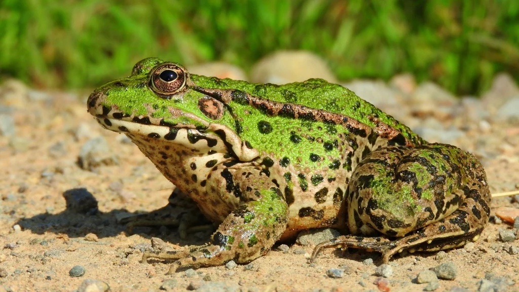 Asgari Yumurtlayan Kurbaga (Marsupial Frog)