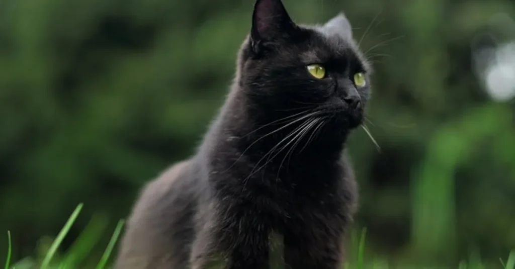 Kara Kedi Uğursuz Mudur?